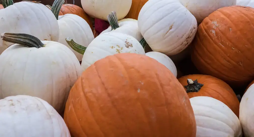 Chicken & Pumpkin Power Bowl